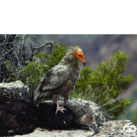 گونه کرکس مصری Egyptian Vulture